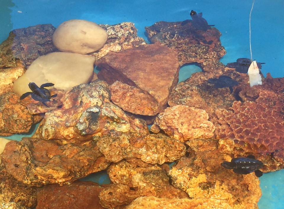 Brasilien - Camaçari - Babyschildkröten nach dem Schlüpfen
