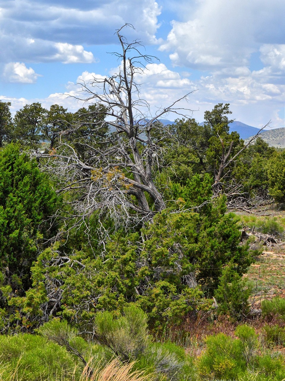 USA - Flagstaff - 