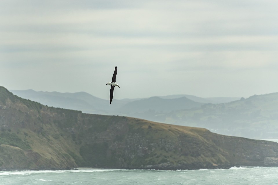 Neuseeland - Dunedin - 