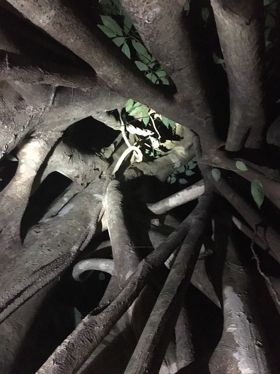  - Ausztrália, Cape Tribulation, Night walk - 