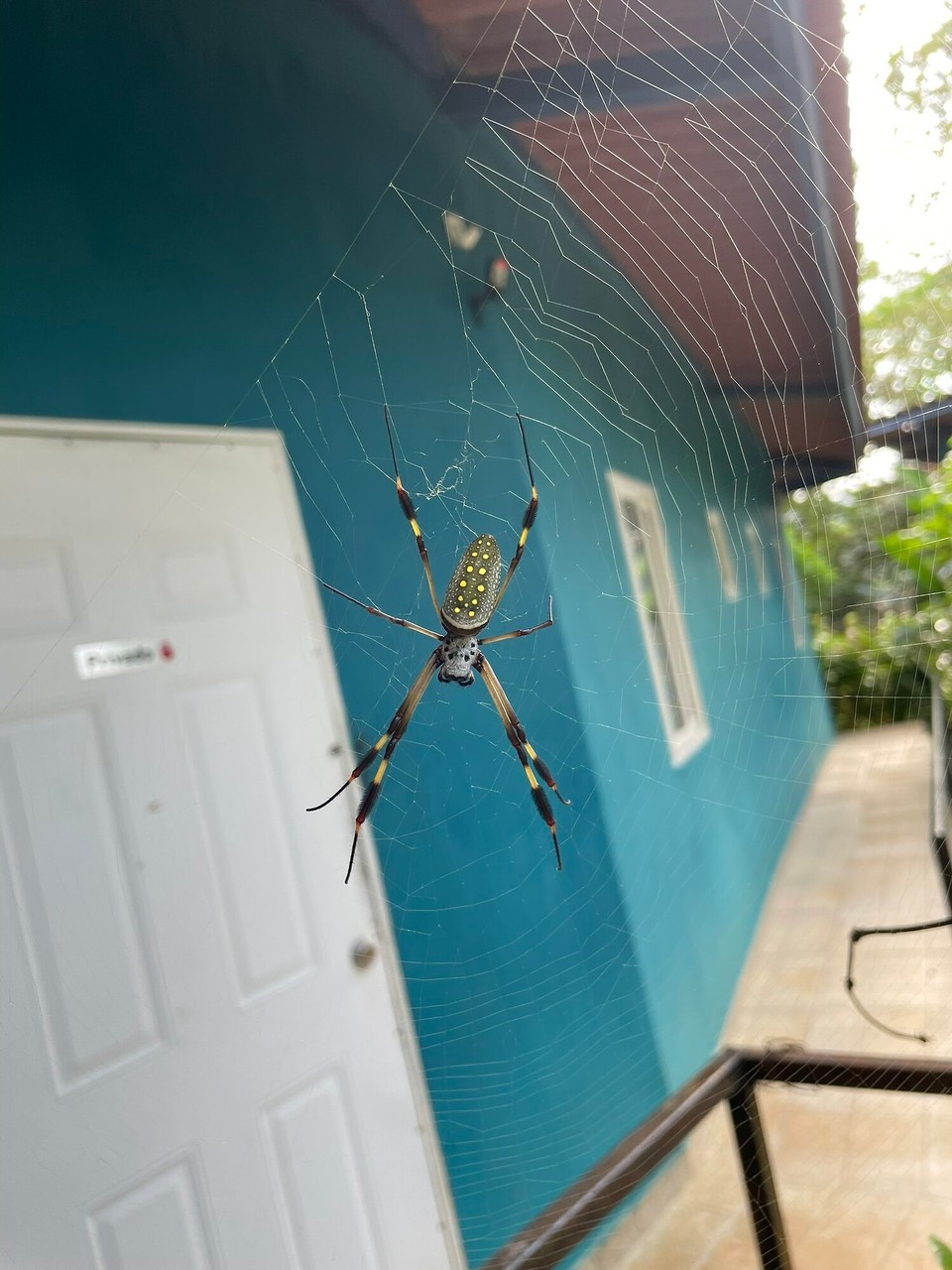 Panama -  - Ciao Riesenspinne.