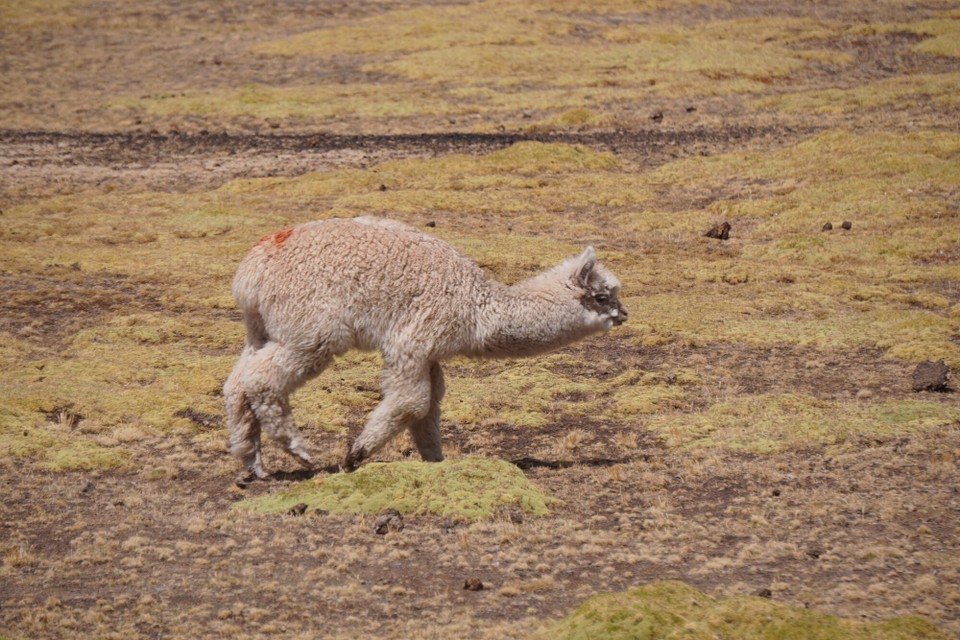 Peru - Cusco - 
