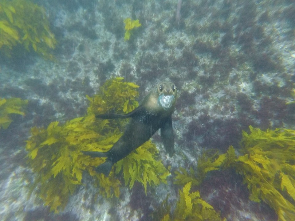 Australia - Montague Island - 