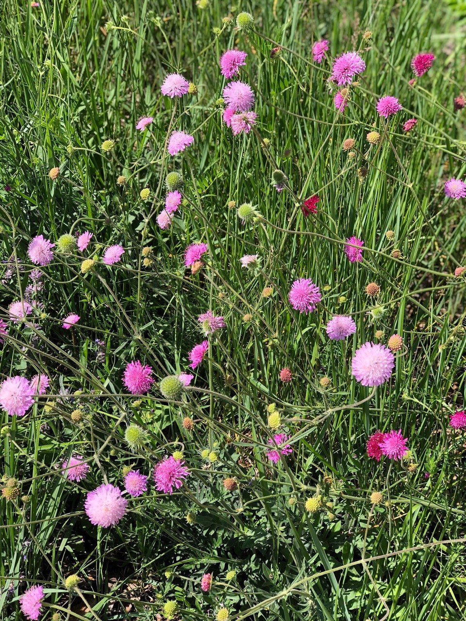 Deutschland - Bad Saarow - 