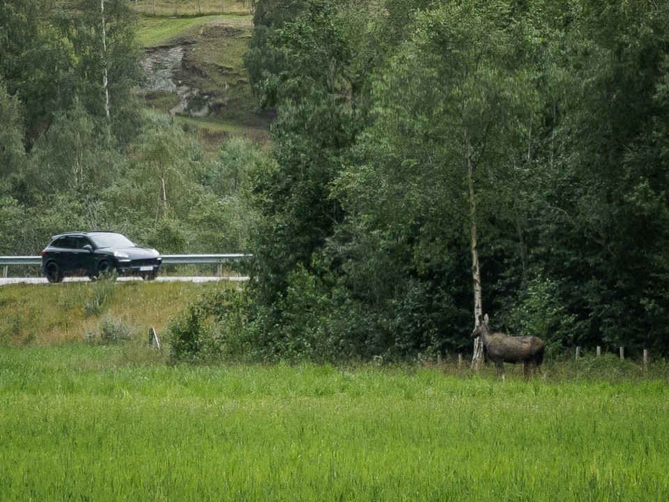 Norwegen - unbekannt - Und dann sehen wir ihn ganz unerwartet und überraschund: unseren 1. Elch!