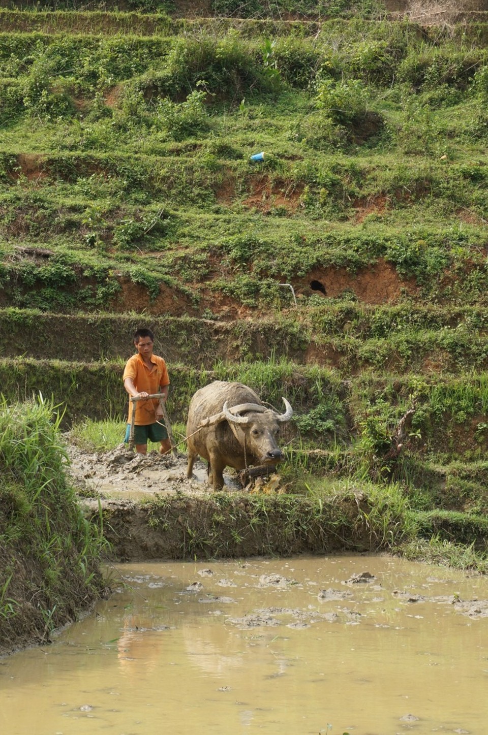 Vietnam -  - 