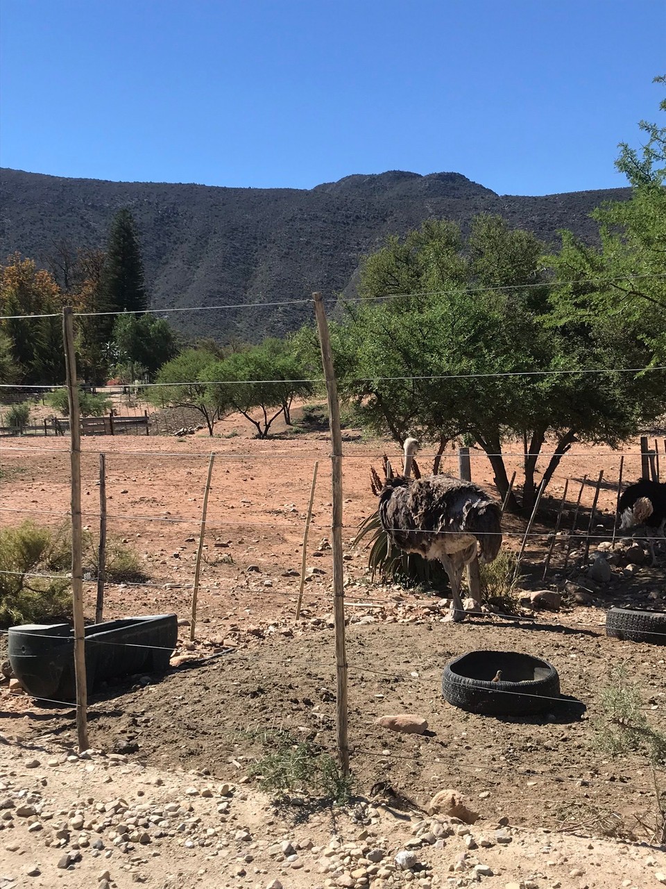 Südafrika - Oudtshoorn - 