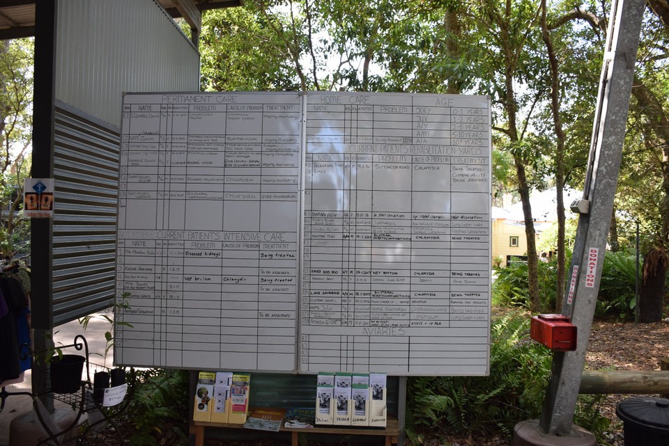 Australien - Port Macquarie - Die Patiententafel im Koala Hospital - wie in einem ganz normalen Krankenhaus