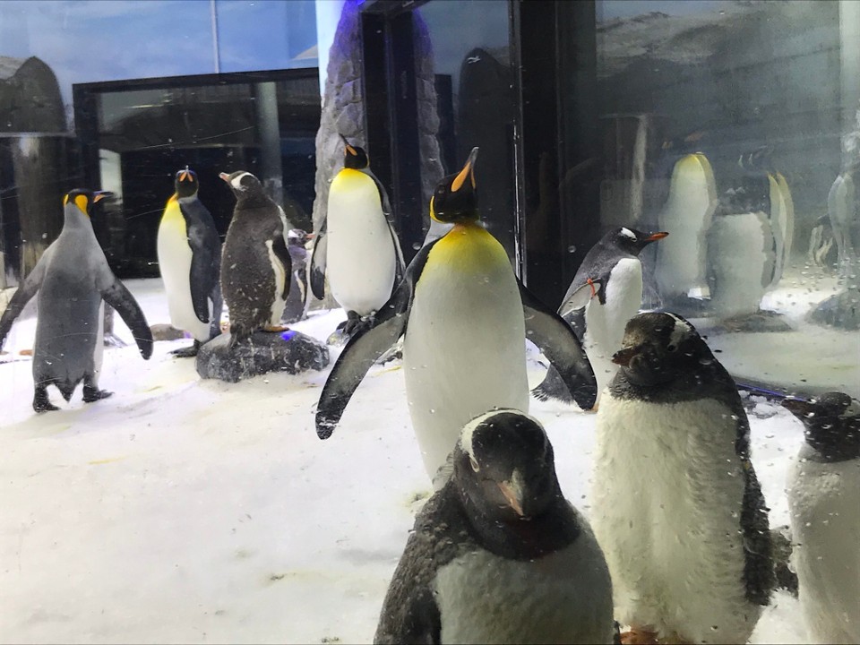 Australien - Sydney - Bei 6 Grad durfte wir die drolligen Pinguine direkt im Gehege besuchen mit nur einem 1 Meter hohen Glaszaun dazwischen🥰 War aber ganz schön frostig da drin 🥶