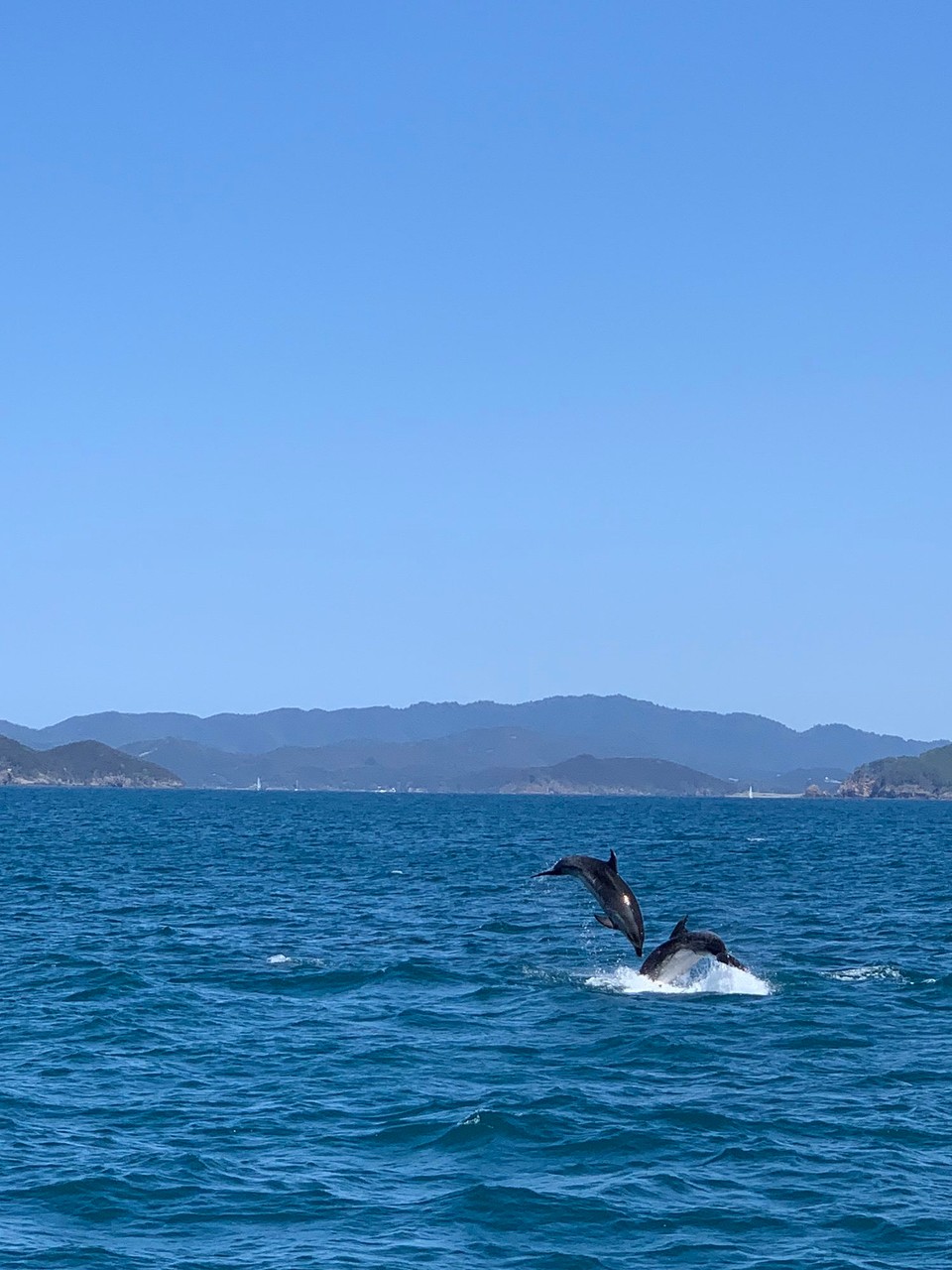 Neuseeland - Paihia - 
