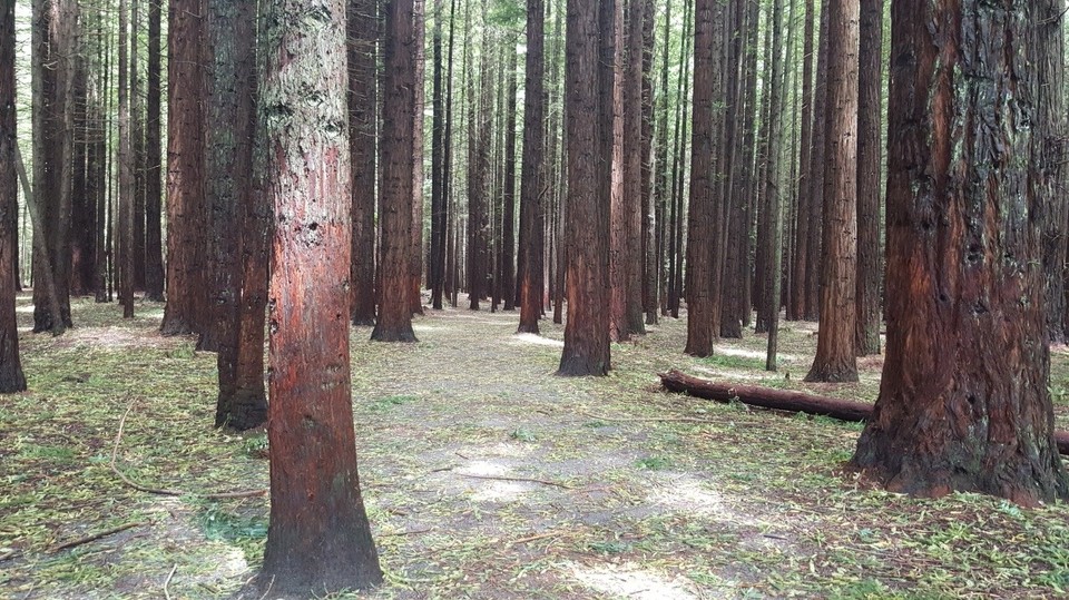 Neuseeland - Whakarewarewa - Der Beginn meiner Route durch den Wald.