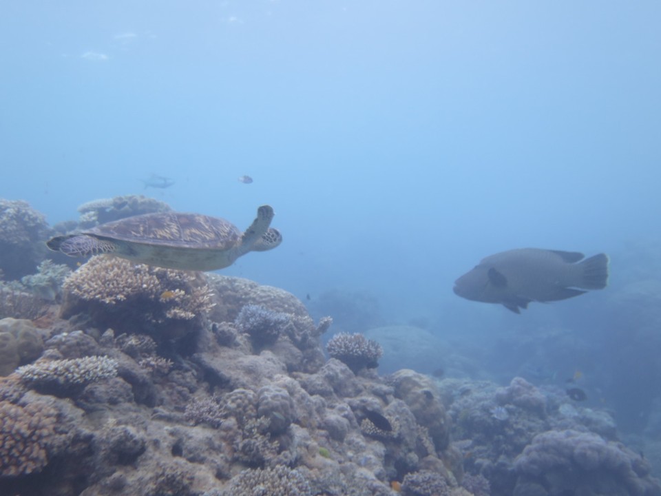 Australia - Cairns City - Jolie rencontre