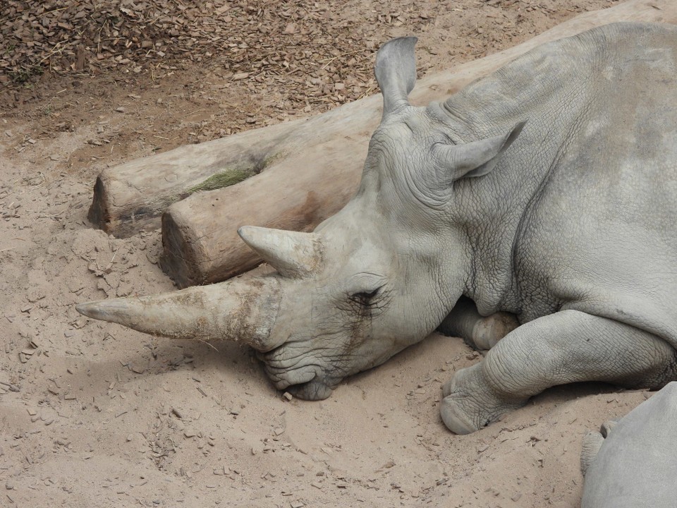 Schweiz - Zürich - Die Rhinos halten noch ihre Morgenruhe