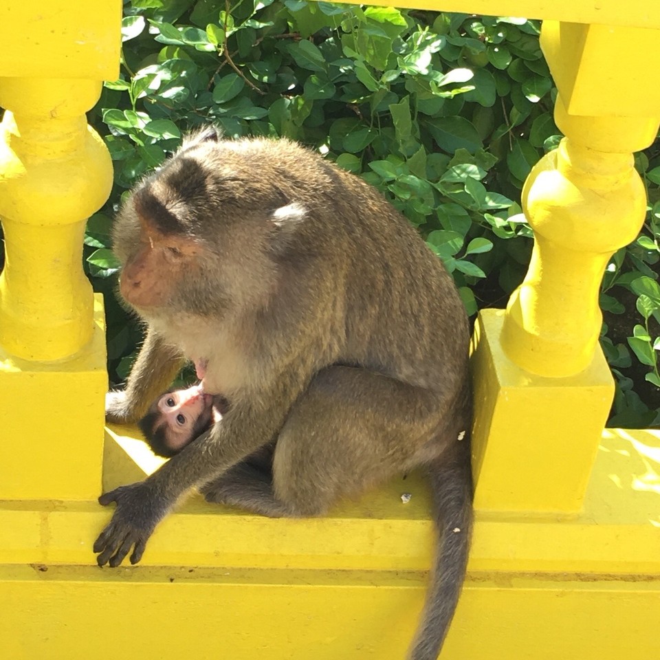 Thailand - Amphoe Sam Roi Yot - En Guetä