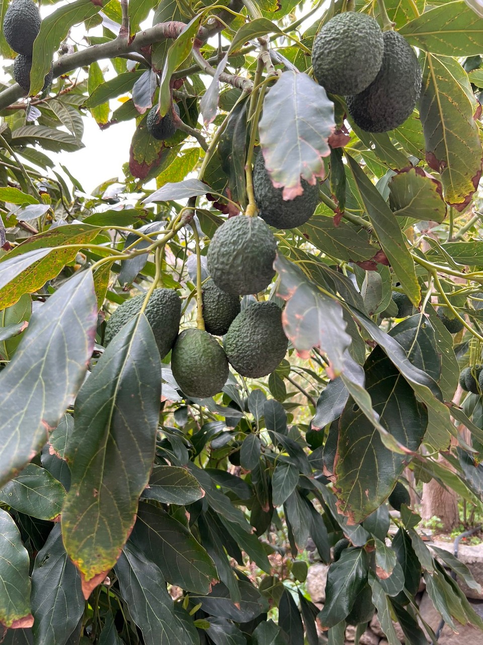 Spanien - Hermigua - Avocados,…