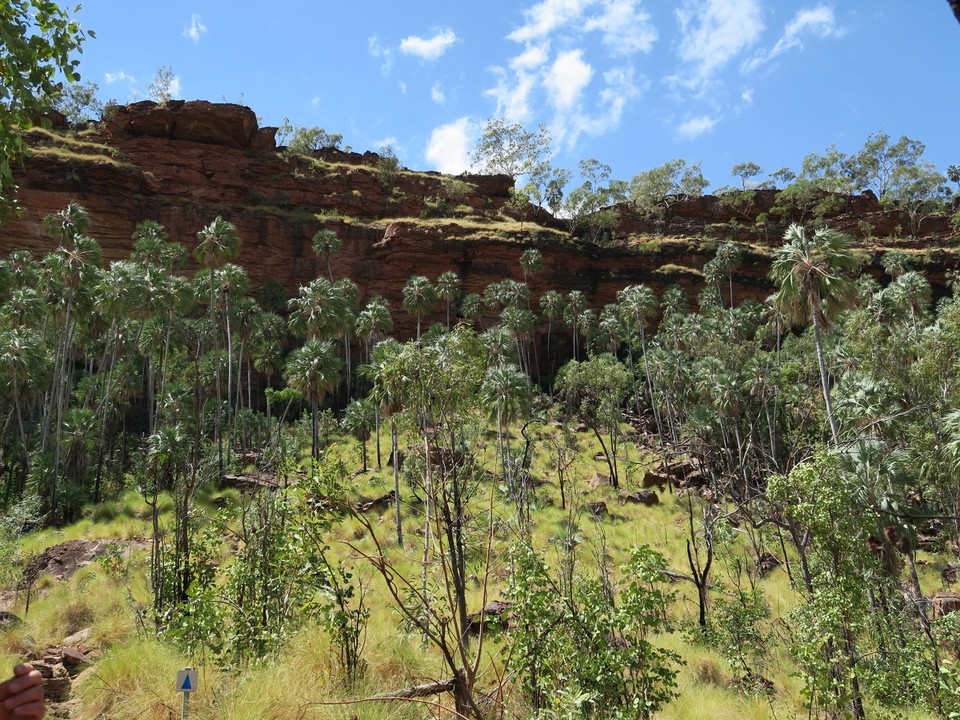 Australia - Kununurra - Joe creek : superbe rando dans les roches rouges et les palmiers