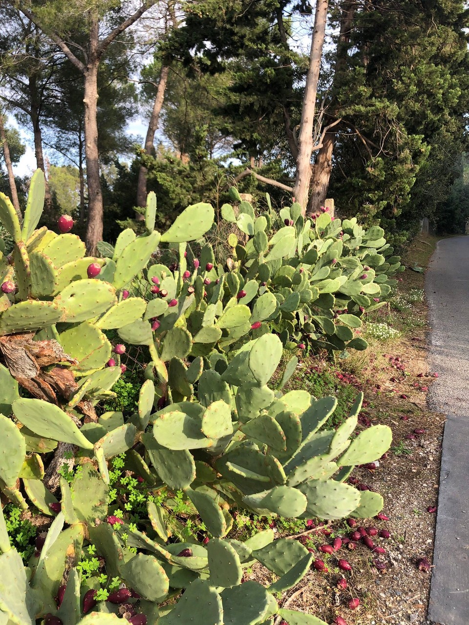 Frankreich - Saint-Tropez - 