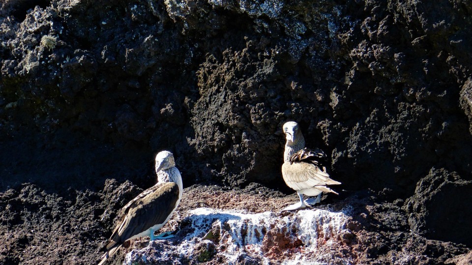 Ecuador - Rabida Island - Blue footed boobies