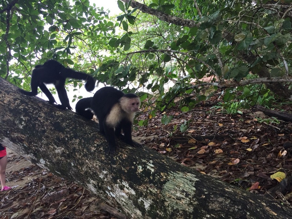Costa Rica - Talamanca - 