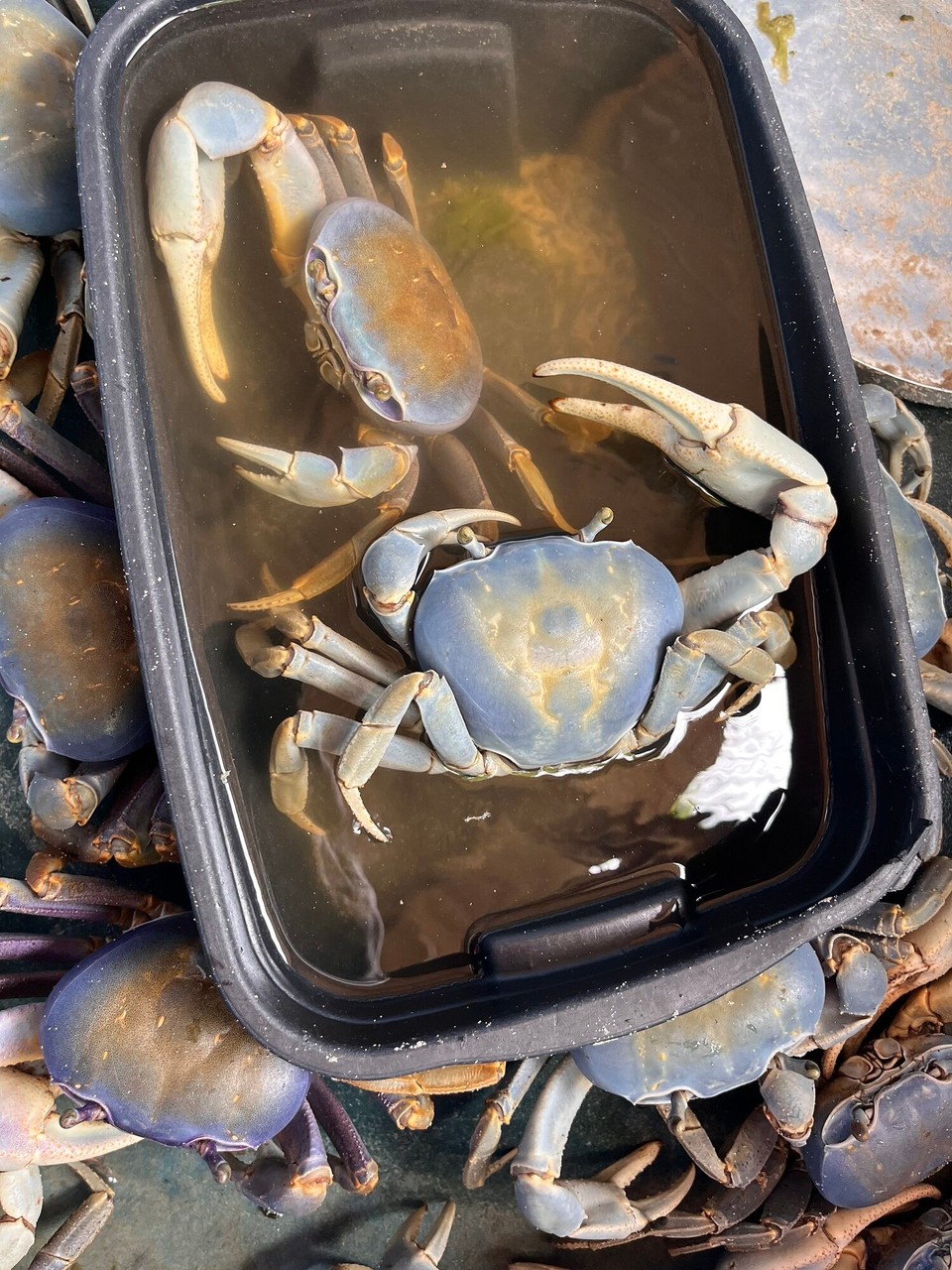 Brasilien - Jacuípe - 