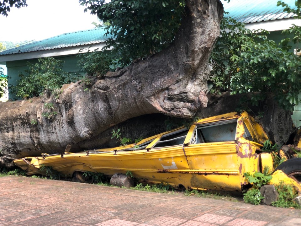 Dominica -  - Baum hat leeren Bus bei einem
Hurrikan begraben