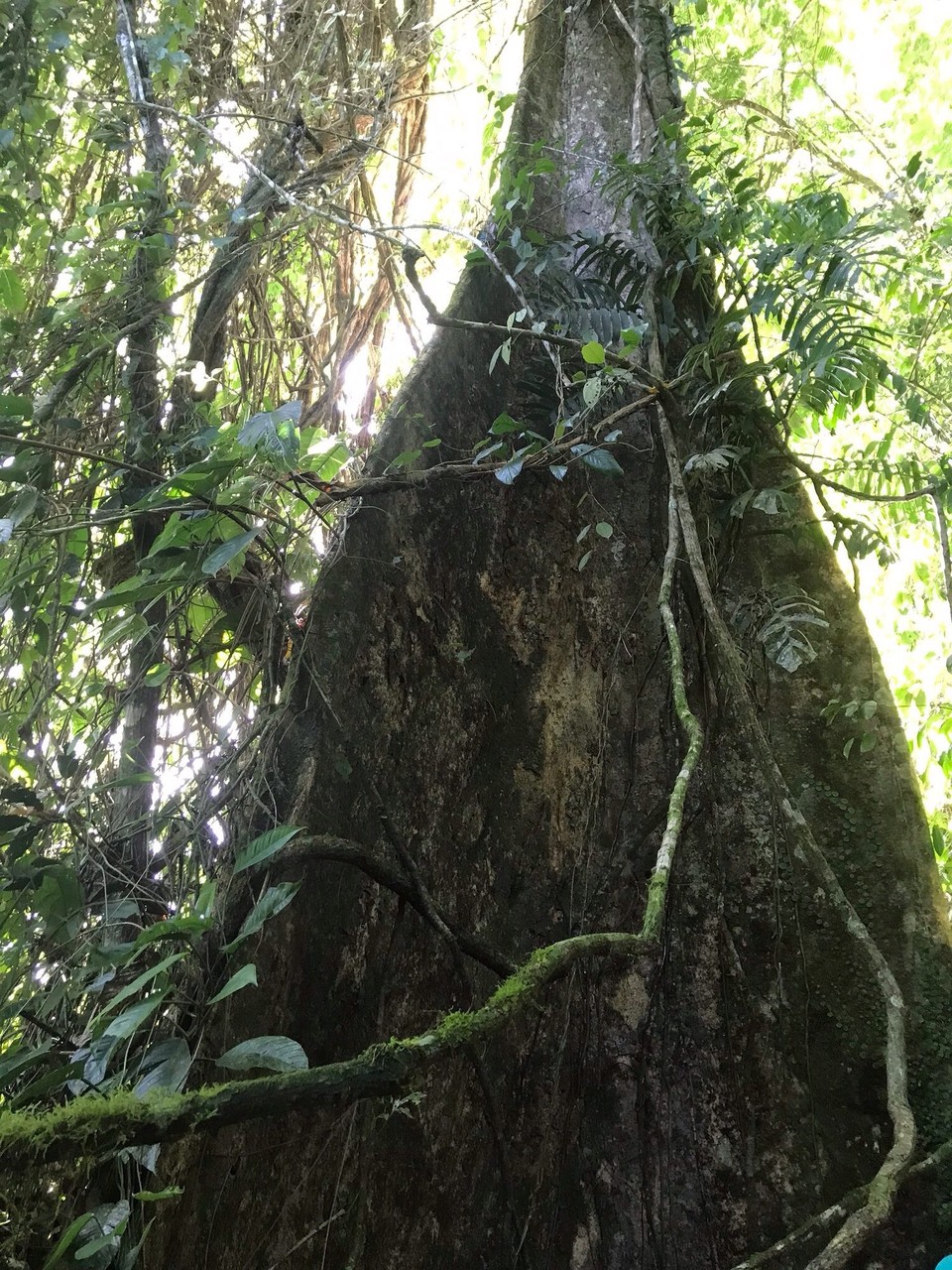 Costa Rica - San Carlos - 