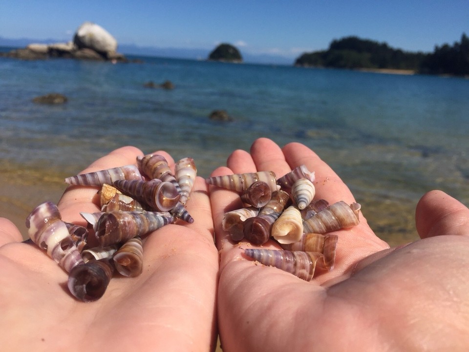Neuseeland - Kaiteriteri - 