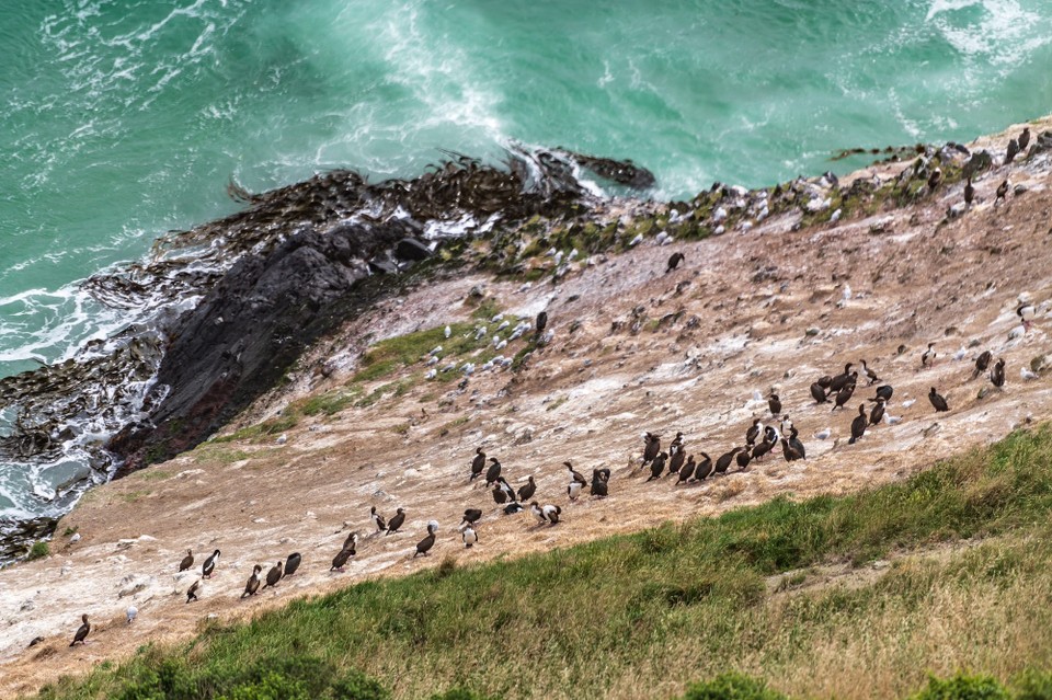 Neuseeland - Dunedin - 