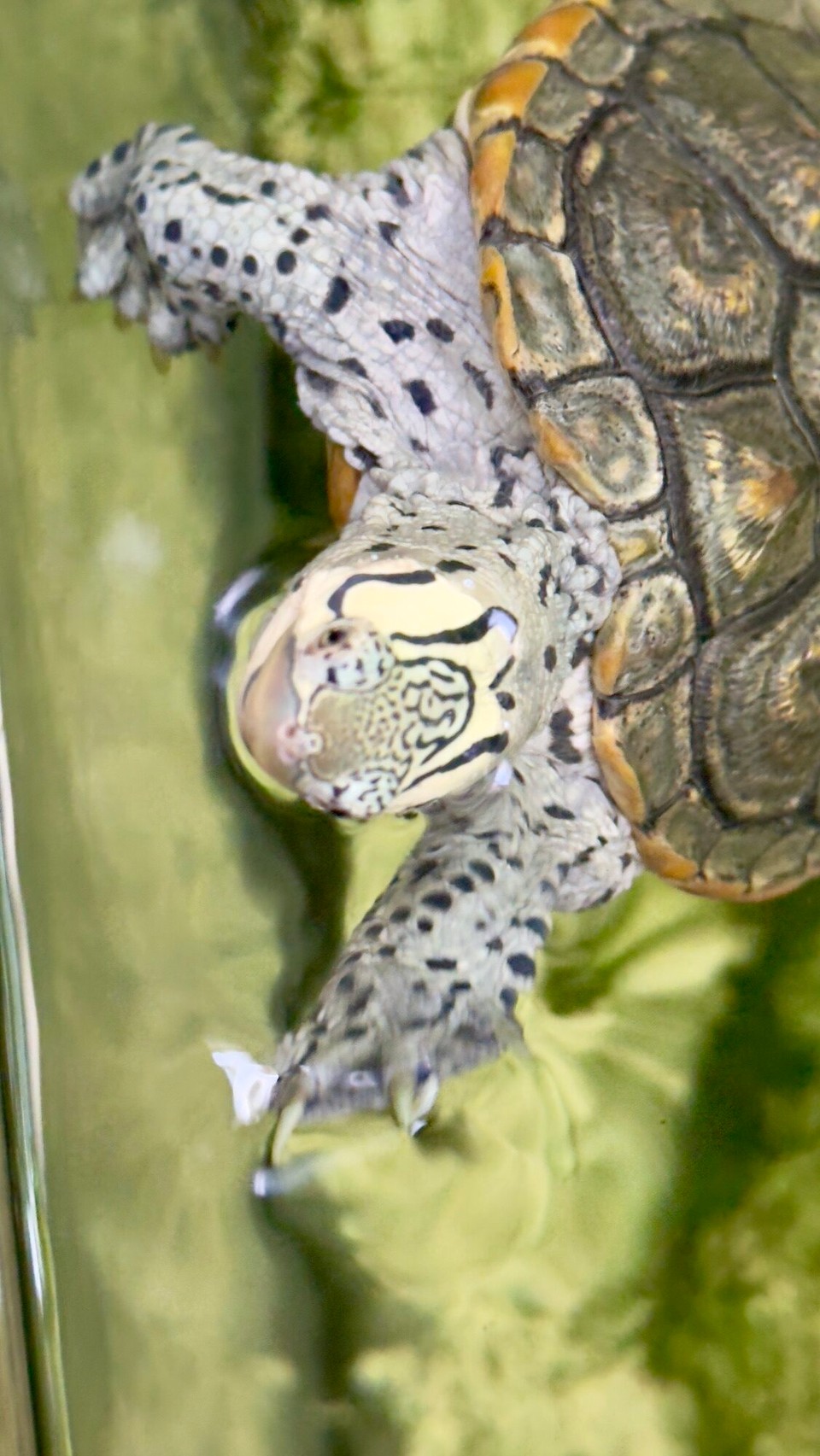 Vereinigte Staaten - Tampa - 