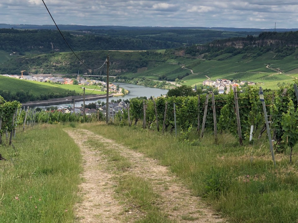 Deutschland - Nittel - Hang abwärts nach Nittel