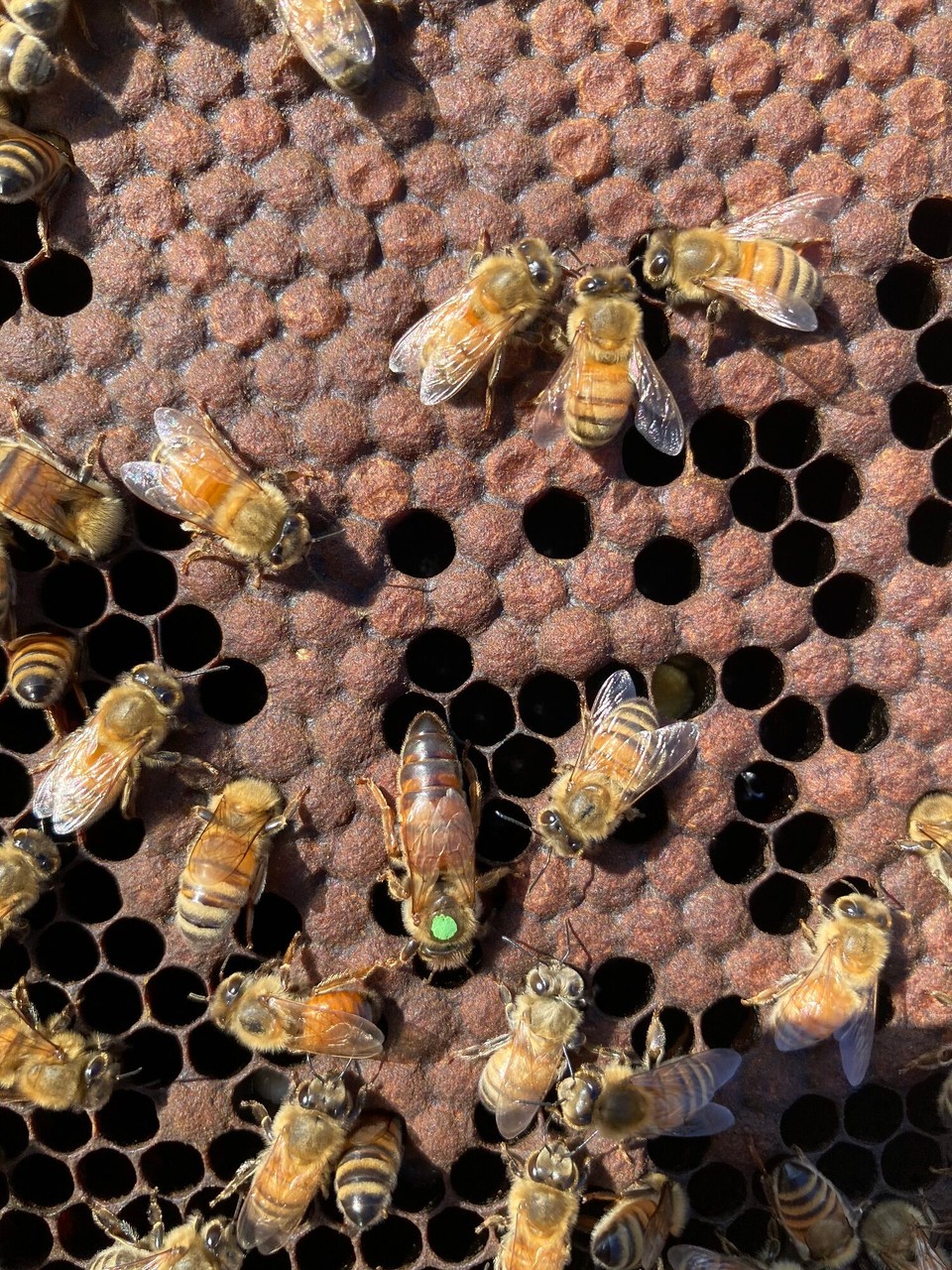 Neuseeland - Cable Bay - Die Königin (grüner Punkt) muss in der unteren Kiste bleiben um Nachschub an Bienen zu produzieren