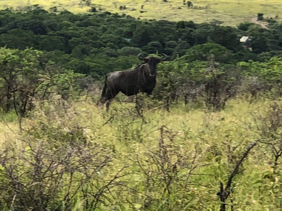 Südafrika - Durban - 