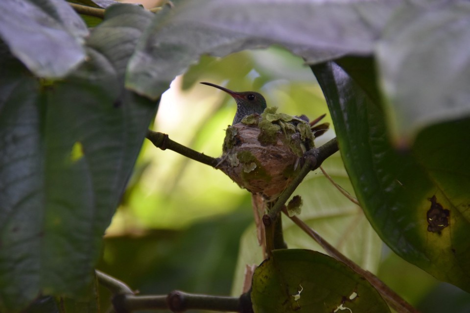 Costa Rica - Talamanca - 