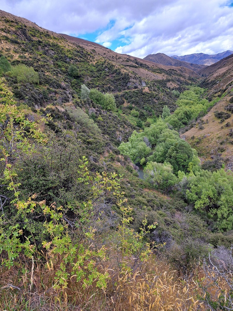 Neuseeland - Arrowtown - 