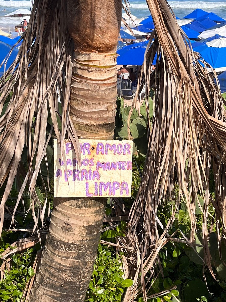 Brasilien - Salvador - Schilder mit Sprüchen an den Palmen!