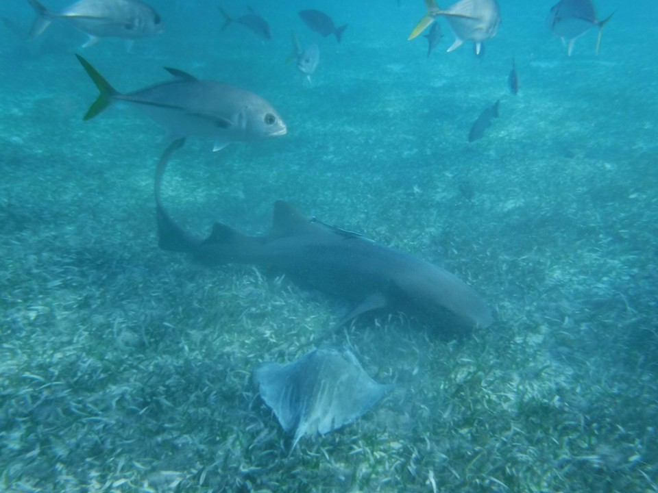 Belize -  - 
