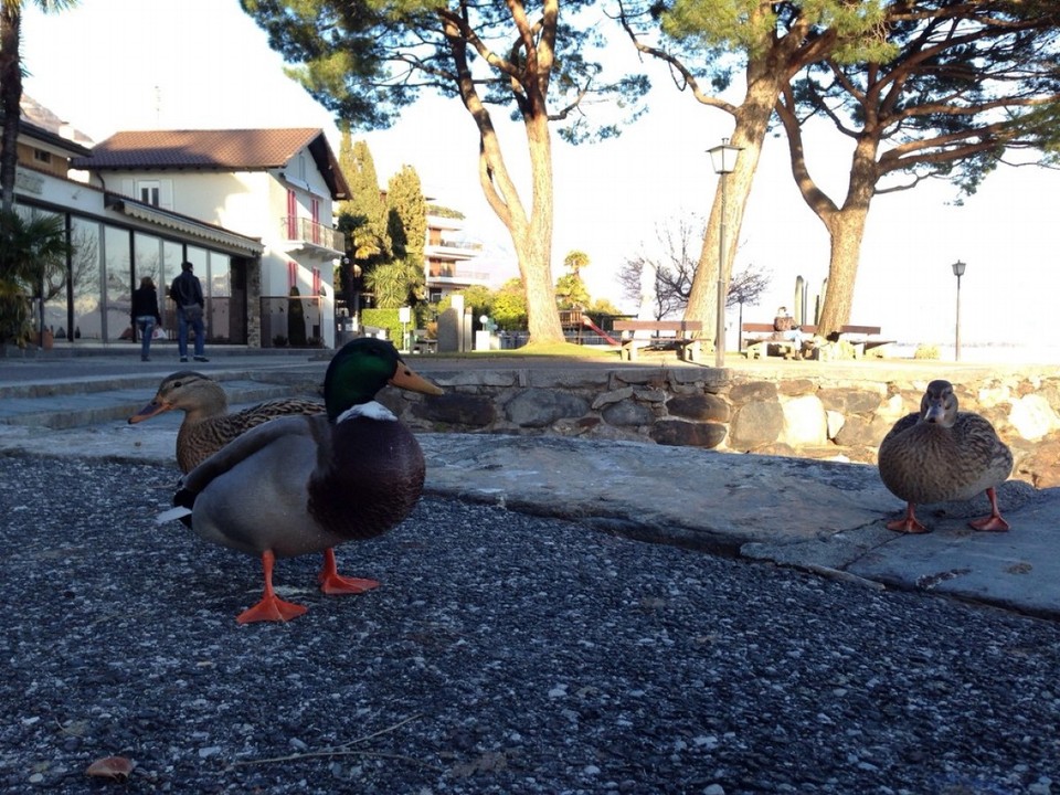 Schweiz - Brissago - 