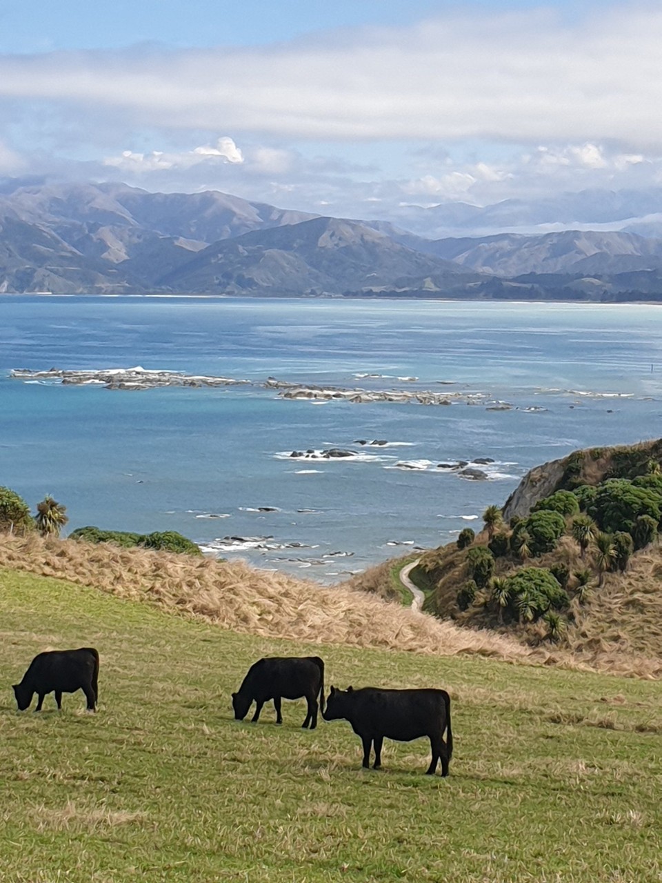 Neuseeland - Kaikoura - 
