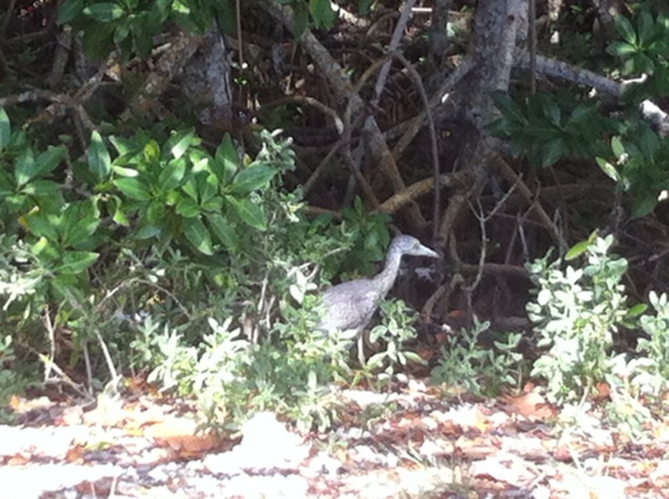 Egyesült Államok - Key Largo - 