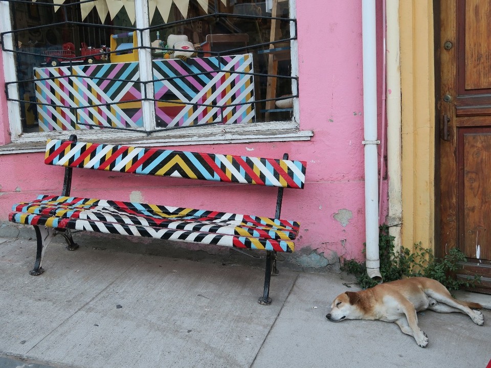 Chile - Valparaíso - un chien en pleine action, typique au Chili