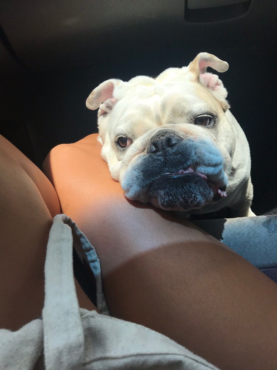 Australien - Grange - Bossi Boston. 🐶 