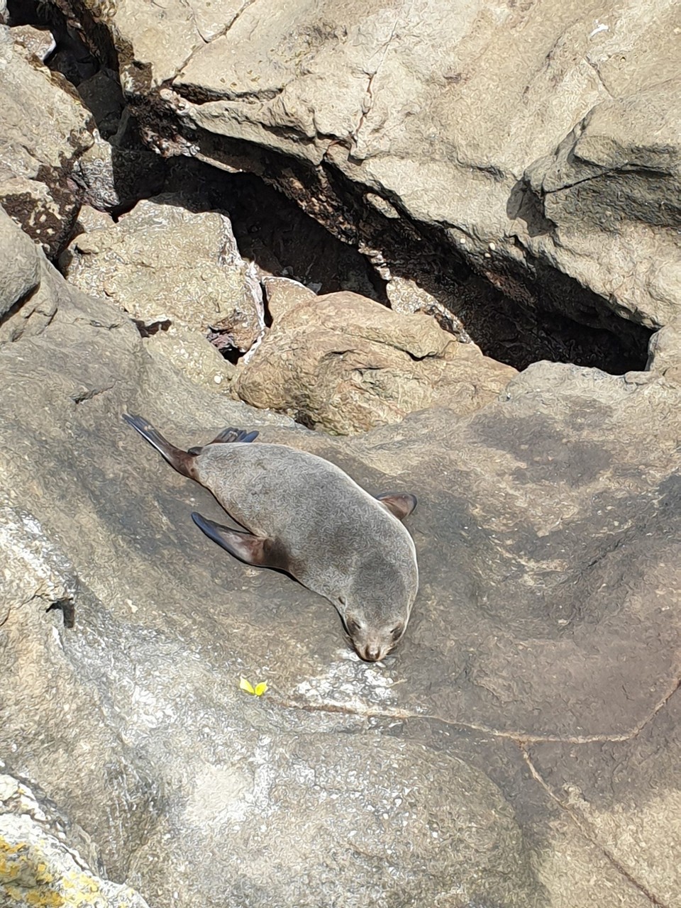 Neuseeland - Moeraki - 