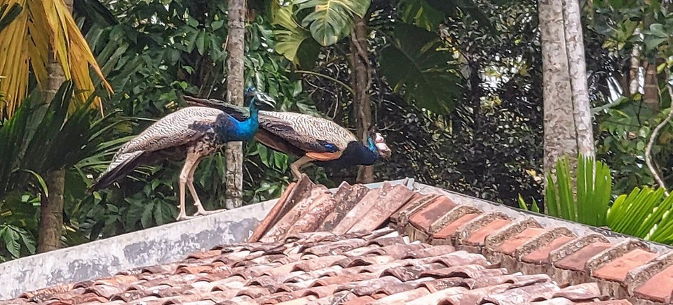 Sri Lanka -  - 