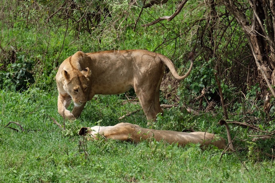 - Schutzgebiet Ngorongoro - Zwei Löwenweibchen