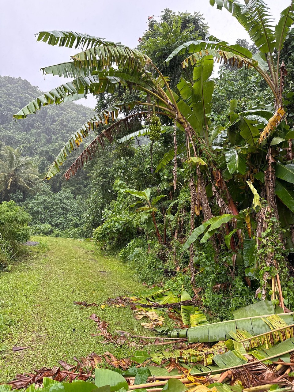 Cookinseln -  - .. bei Regen durch den Regenwald 
