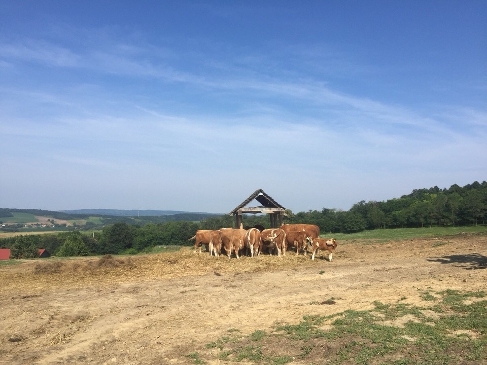 Hungary - Vindornyalak - 