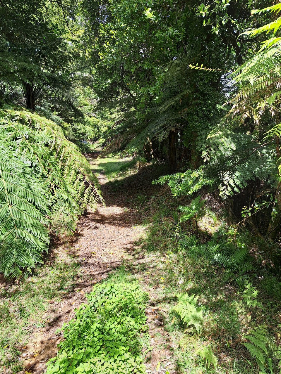 Neuseeland - Pirongia - 