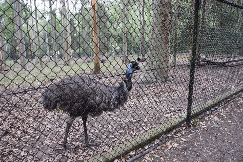Australien - Newcastle - Ein Emu - der größte Vogel Australiens