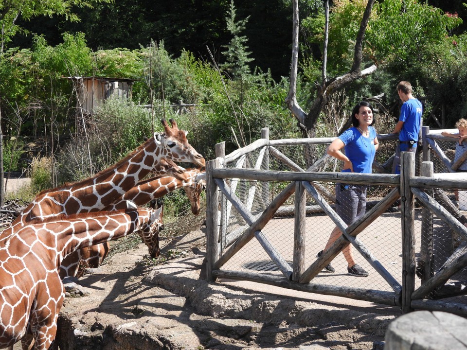 Schweiz - Zürich - Die Giraffen unterscheiden sich durch ihre verschiedenen Zeichnungen. Diese Gruppe stammt aus dem Gebiet von Kenia. Engagiert erklärt die Tierpflegerin den interessierten Besuchern Facts, Figures, gibt wissenswerte Informationen und erzählt lustige Anektoten
