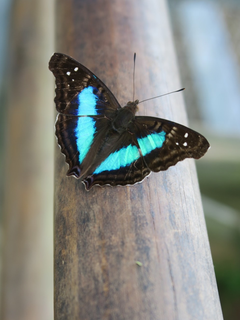 Argentina - Puerto Iguazú - 